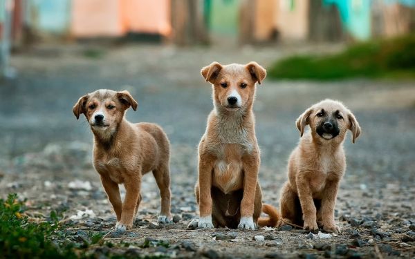 köpek yavrusu,köpek,hayvan,Evcil Hayvan,memeli,omurgalı