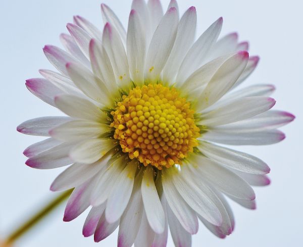 natur, plante, eng, blomst, kronblad, græs