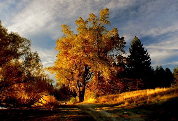 landscape,tree,nature,forest,cloud,plant