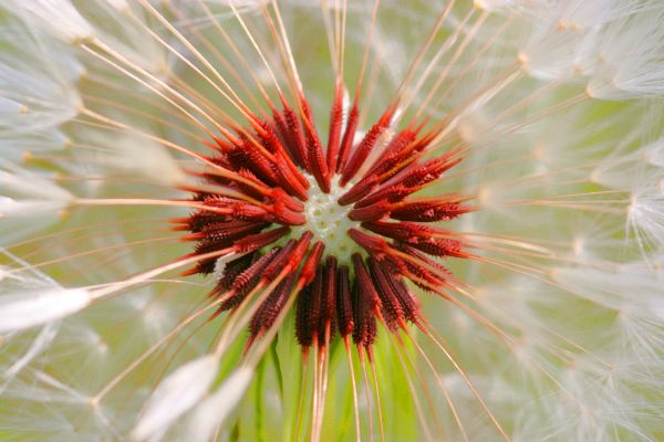 Natur,Ast,Pflanze,Fotografie,Löwenzahn,blühen