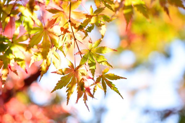 paesaggio, albero, natura, ramo, fiorire, pianta