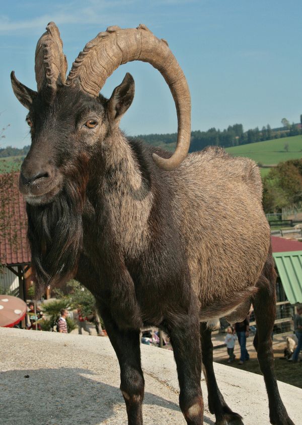 odla,vilda djur och växter,get,horn,däggdjur,får