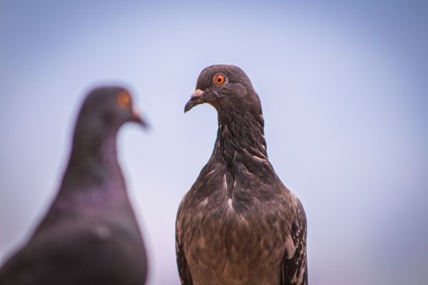 natur,fågel,vinge,himmel,djur-,moln