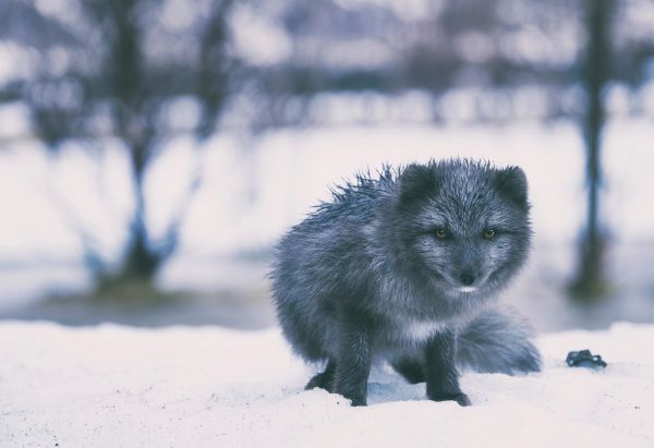 landskap, natur, snö, kall, vinter-, hund