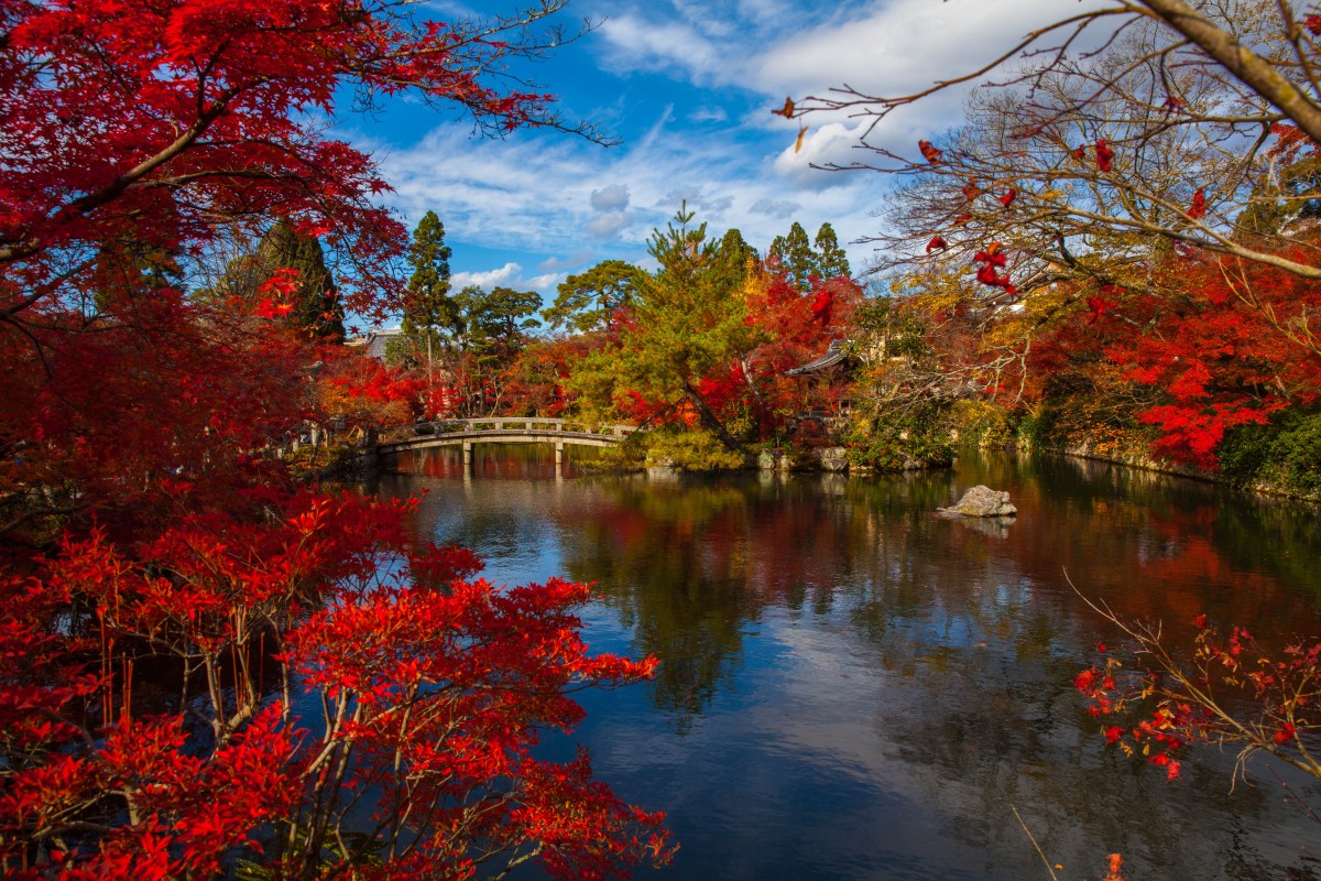 paesaggio, albero, acqua, natura, pianta, foglia, autunno, fiore, fiume, viaggio, stagno, fogliame, ruscello, riflessione, autunno, scenario, buddista, buddismo, Asia, antico, punto di riferimento, giro turistico, attrazione, storico, giardino, turismo, Giappone, stagione, zen, acero, alberi, le foglie, tempio, giapponese, kyoto, cultura, bosco, pianta legnosa