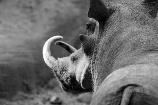 natureza, região selvagem, animal, luz, Preto e branco, fotografia