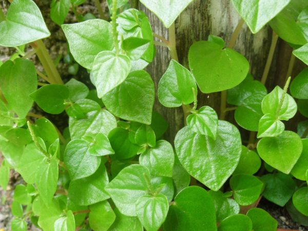 natura, pianta, foglia, erba, crescita, fotografia