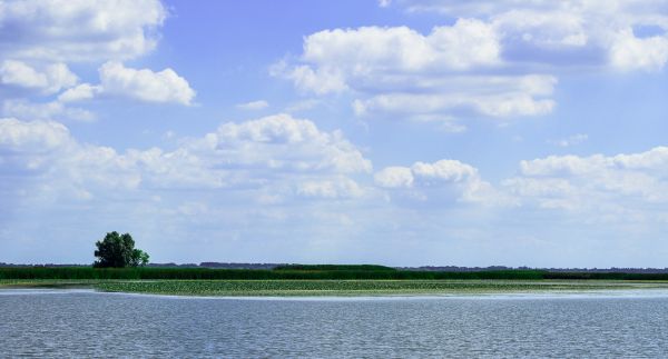 landscape, tree, water, grass, sea, nature