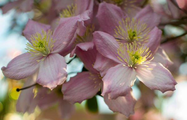 natură,inflori,plantă,floare,petală,soare