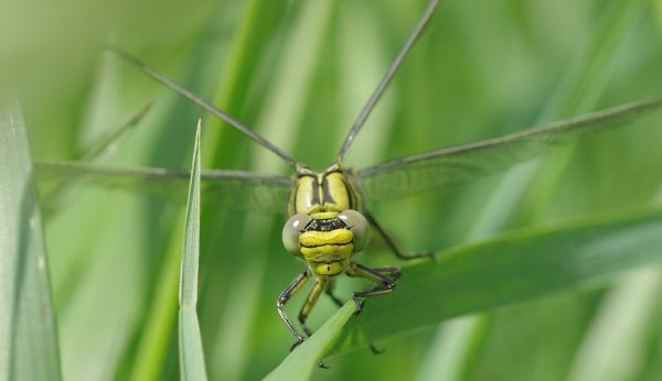 fényképezés,zöld,rovar,Bezárás,fauna,gerinctelen