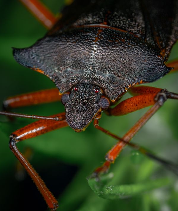 昆虫,マクロ撮影,無脊椎動物,shield bugs,閉じる,バグ