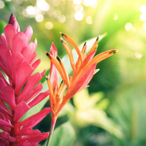 nature,plant,flower,blossom,light,leaf