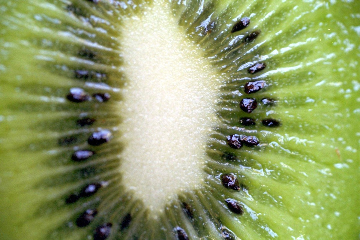 natuur, fabriek, fotografie, fruit, blad, bloem, eten, groen, produceren, groente, biologie, plantkunde, flora, fauna, detailopname, kiwi, macrofotografie, organisme, installatiestam, kiwifruit, zure vruchten