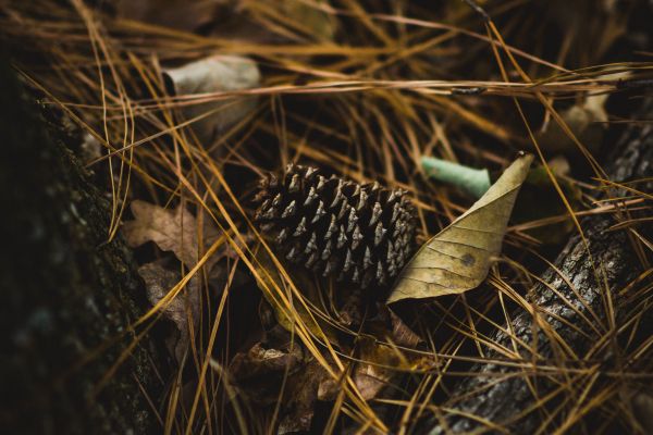 alam,daun,tanah,fotografi,margasatwa,jarum pinus