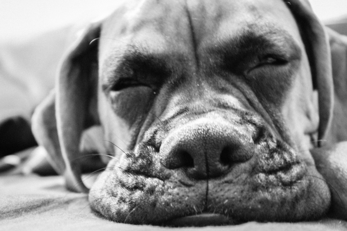 noir et blanc, chiot, chien, mammifère, Monochrome, nez, museau, vertébré, race de chien, Photographie monochrome, Chien comme un mammifère