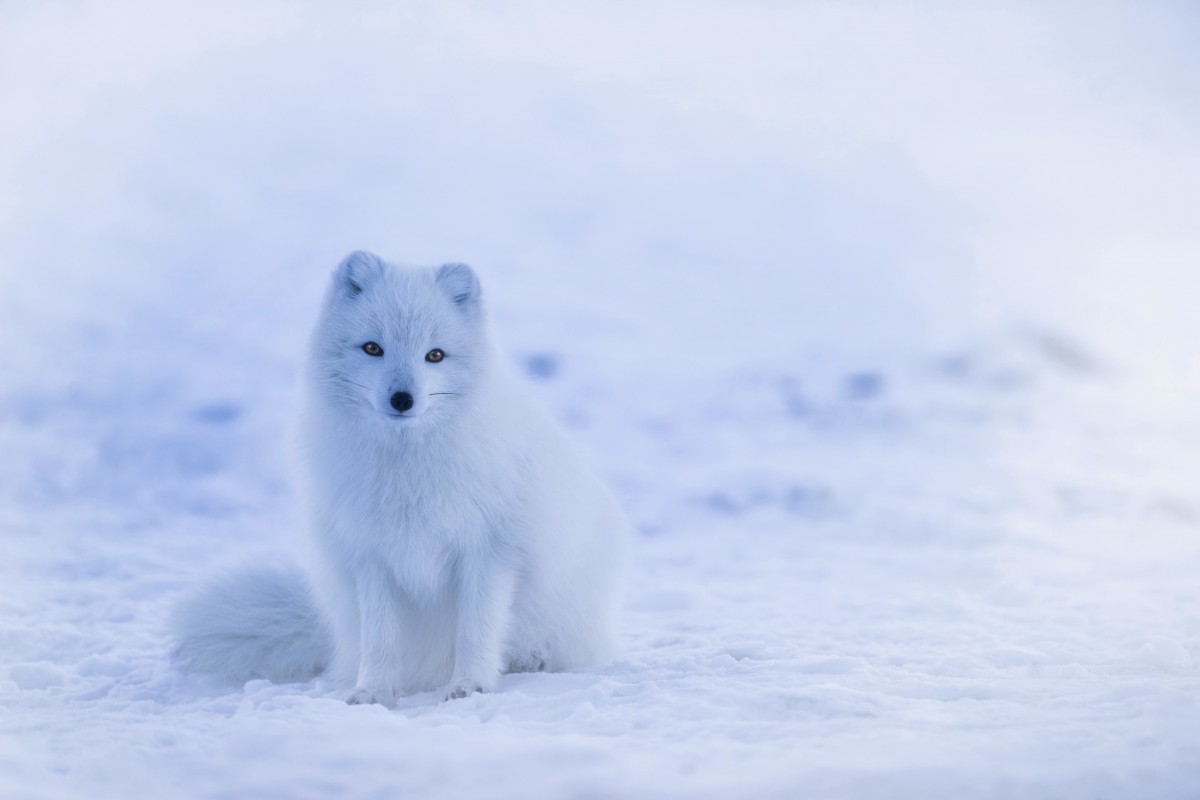 landskap, natur, snö, kall, vinter-, djur-, söt, land, Björn, vilda djur och växter, lantlig, väder, däggdjur, island, arktisk, isbjörn, fjällräv, utomhus, hdr, ryggradsdjur, frysning, samojed, hundras grupp