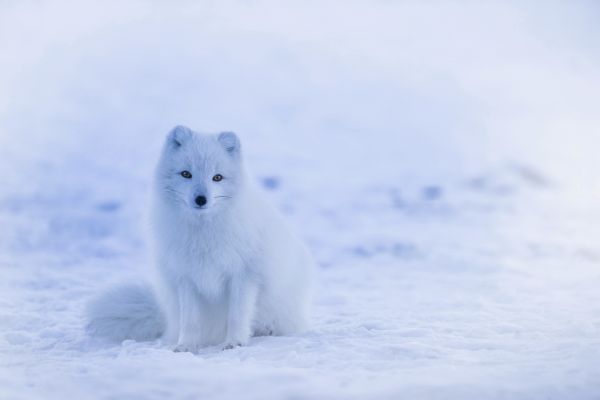 paesaggio,natura,animale,la neve,freddo,inverno