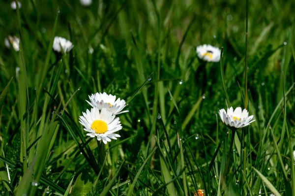 Natur, Gras, blühen, Pflanze, Weiß, Feld