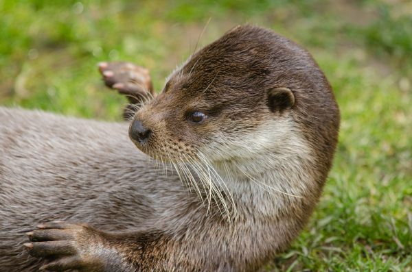 animais selvagens,mamífero,fauna,Bigodes,vertebrado,lontra