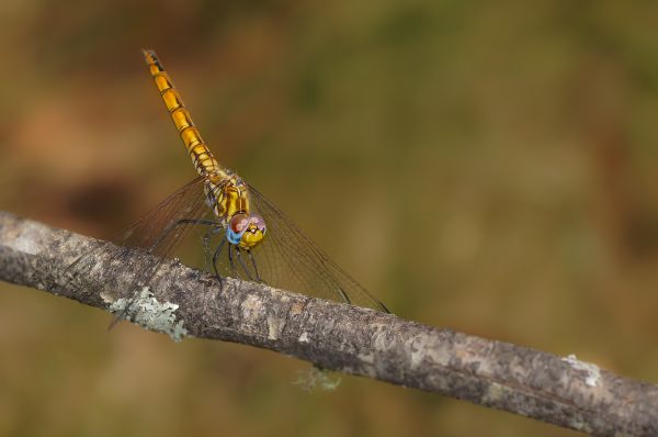 natuur,tak,fotografie,wildlife,insect,vleugel