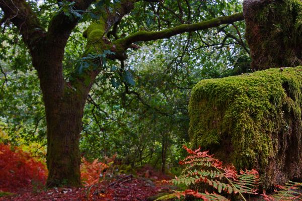 paysage, arbre, forêt, branche, plante, feuille