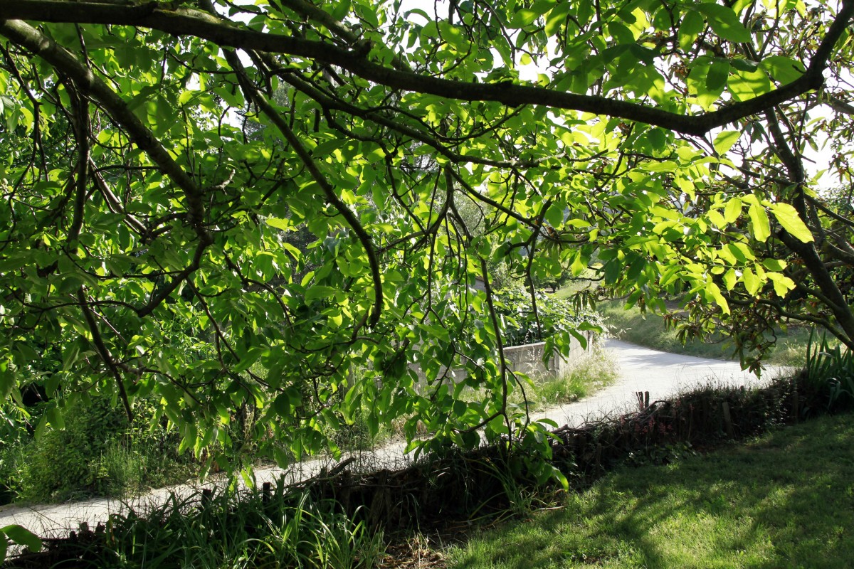 Baum, Natur, Wald, Gras, Ast, Pflanze, Sonnenlicht, Blatt, Blume, Teich, Frankreich, Europa, Strom, Grün, Dschungel, Herbst, Botanik, Garten, Flora, Midi-, Vegetation, Strauch, Regenwald, Abscheulich, Feuchtgebiet, Soleil, Ombre, Lumiere, Wald, Lebensraum, Vitraux, Cavillargues, Ökosystem, ländliches Gebiet, natürlichen Umgebung, Holzige Pflanze