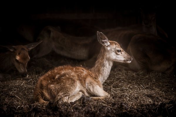 Gras,Tier,Tierwelt,Säugetier,Hirsch,klein