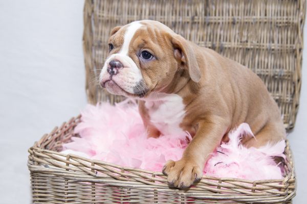 dolce, cucciolo, cane, animale domestico, mammifero, bulldog