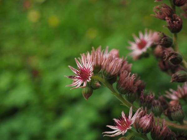 性质,开花,厂,花,草地,草原