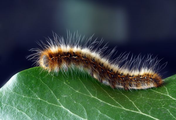 insecto,oruga,invertebrado,larva,Eastern tent caterpillar,Lymantria dispar dispar