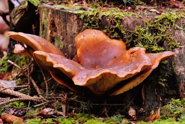 træ, natur, Skov, blad, blomst, efterår