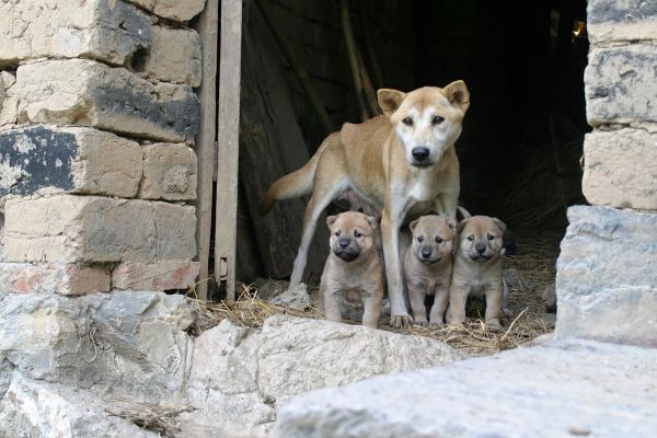 köpek yavrusu,köpek,memeli,Köpekler,omurgalı,aile