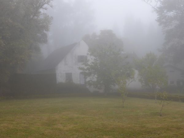 árbol,naturaleza,bosque,niebla,niebla,campo