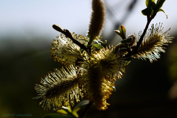 träd, natur, gren, växt, fotografi, blomma