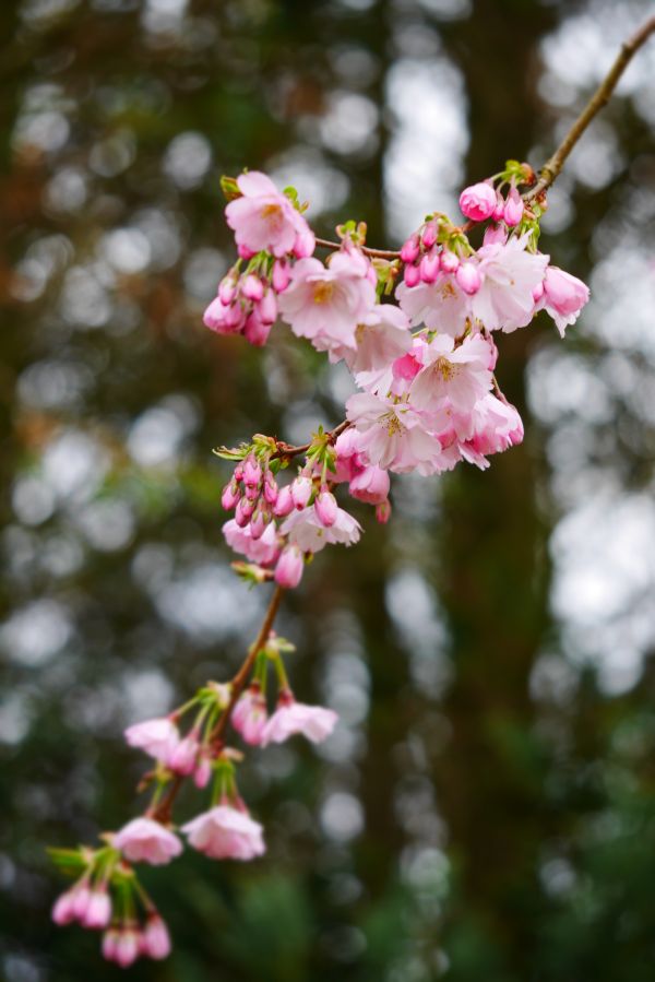 albero, natura, ramo, fiorire, paesaggio, persona