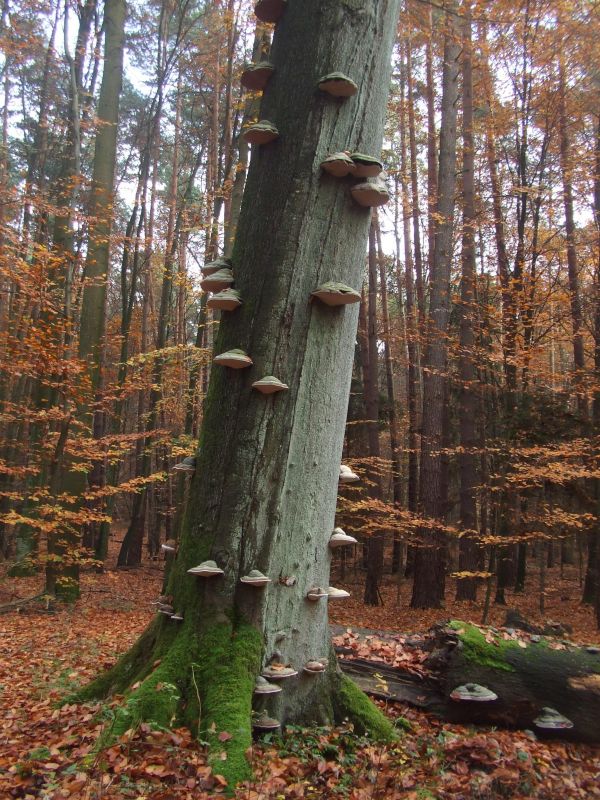 дърво,гора,растение,дърво,листо,пътека