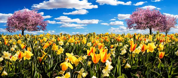 flor,planta,campo,prado,cielo,pradera