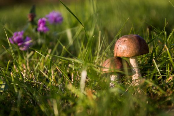 natură, pădure, iarbă, plantă, peluză, luncă