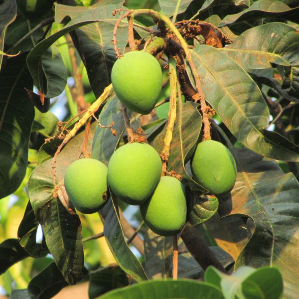 Baum,Ast,Pflanze,Frucht,Blatt,Blume