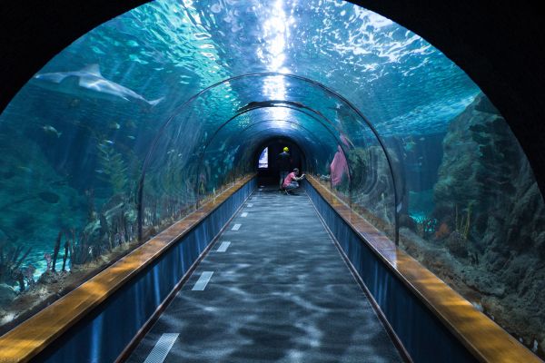 Tunnel,Unterwasser,Betrachtung,blau,Infrastruktur,Aquarium