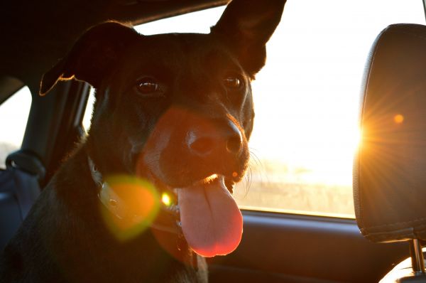 light,sunshine,car,driving,dog,animal