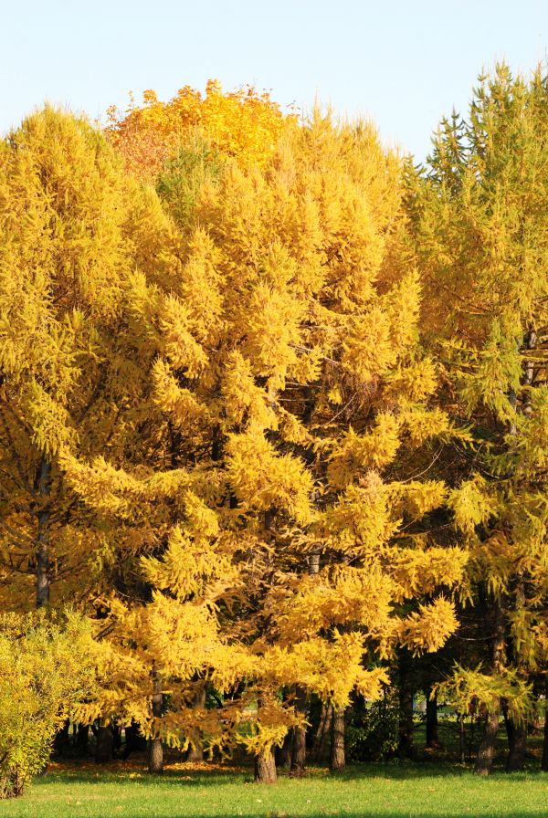 arbre,plante,feuille,fleur,l'automne,parc