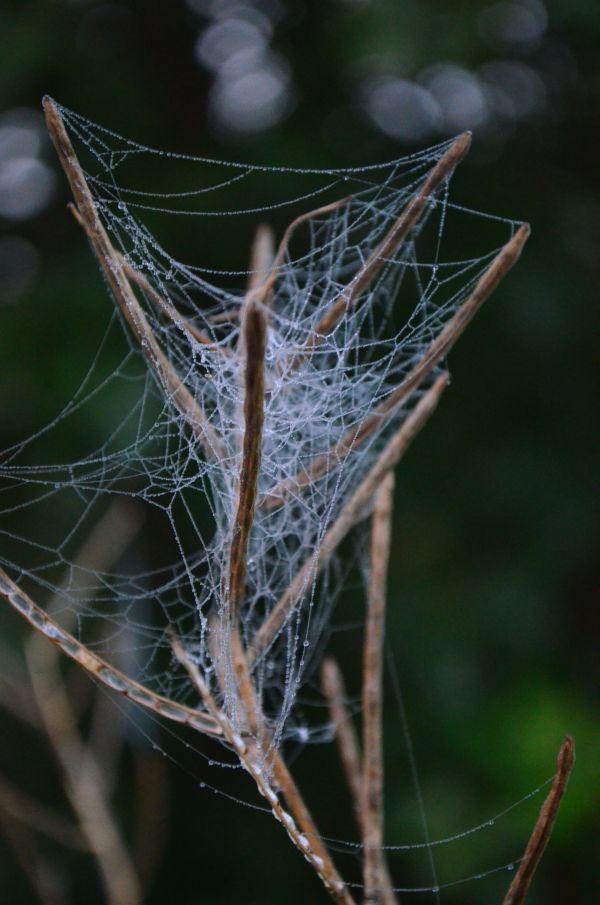 naturaleza, rama, Rocío, hoja, insecto, fauna