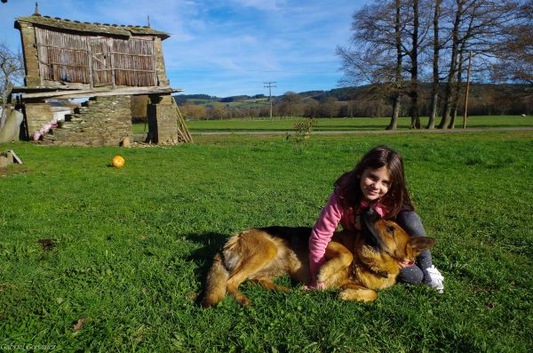 çimen,çim,köpek,memeli,çayır,Galicia