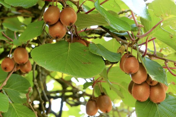 copac,ramură,plantă,fruct,dulce,frunze