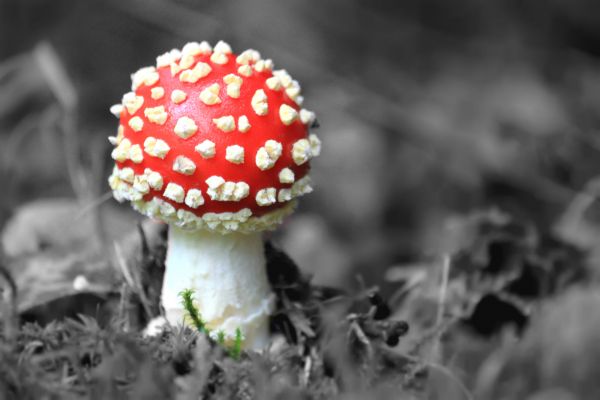 la nature,forêt,plante,fleur,mousse,noir et blanc