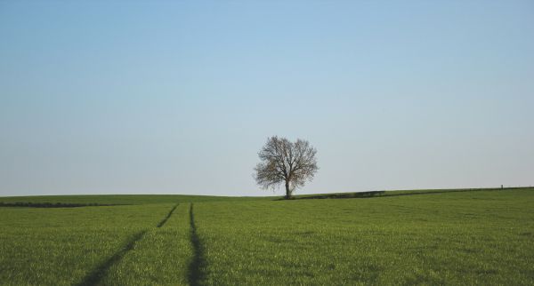 Landschaft, Baum, Natur, Gras, Horizont, Wolke