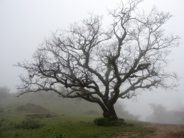 landskab,træ,natur,afdeling,kold,plante