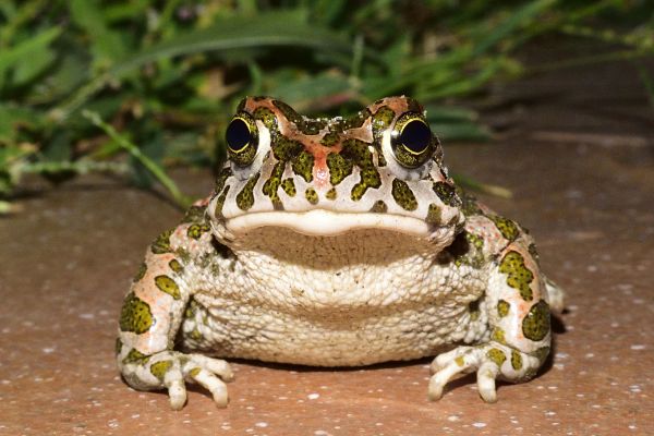 Natura,trawa,zwierzę,dzikiej przyrody,Zielony,kolor