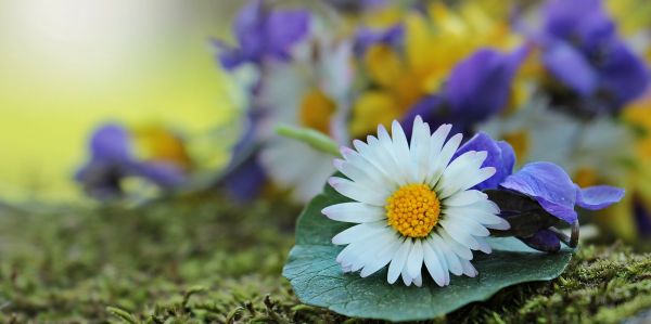 la nature,fleur,plante,blanc,Prairie,lumière du soleil